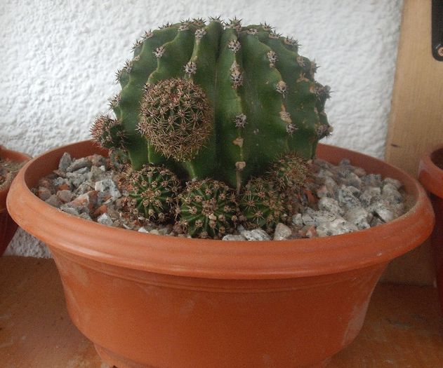 DSCF9783 - Cactusi si suculente 2013