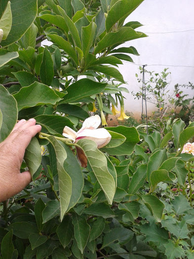 a inflorit magnolia - iunie 2013