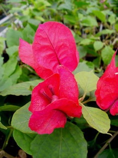 Boug_Don_Mario - Bougainvillea Colectie