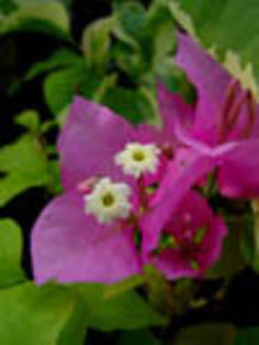 Boug_Donio - Bougainvillea Colectie