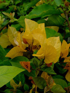 Boug_Golden_Tango - Bougainvillea Colectie