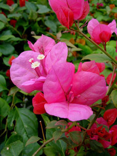 Boug_Kily_Kampbell - Bougainvillea Colectie