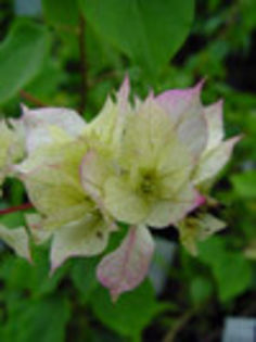 Boug_Limberlost_Beauty - Bougainvillea Colectie