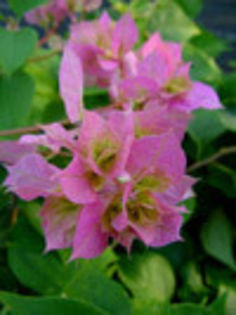 Boug_Pagoda_Pink - Bougainvillea Colectie