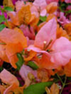 Boug_Rosenka - Bougainvillea Colectie