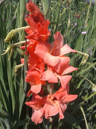 2013-06-28 16.27.59 - Gladiole de vanzare OFERTA 2015