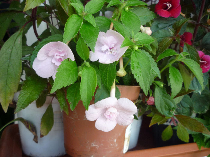 Double Pink Rose - Achimenes 2013