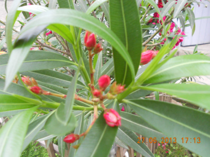 DSCN3623 - Oleandri 2011-2012-2013-2014-2015