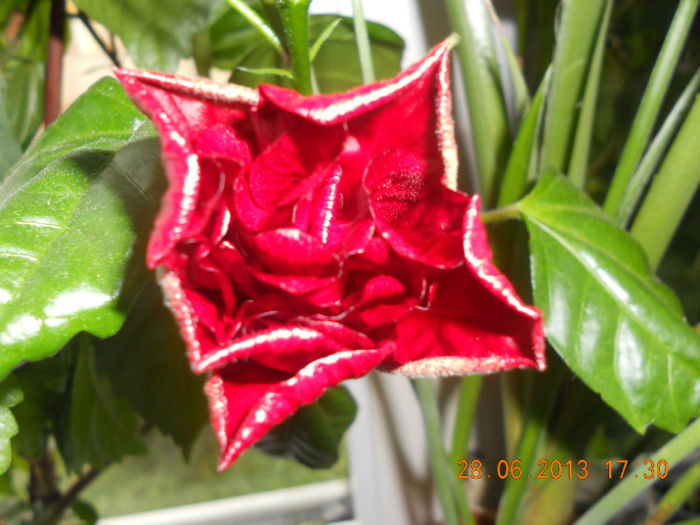 DSCN3651