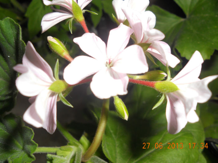 DSCN3643