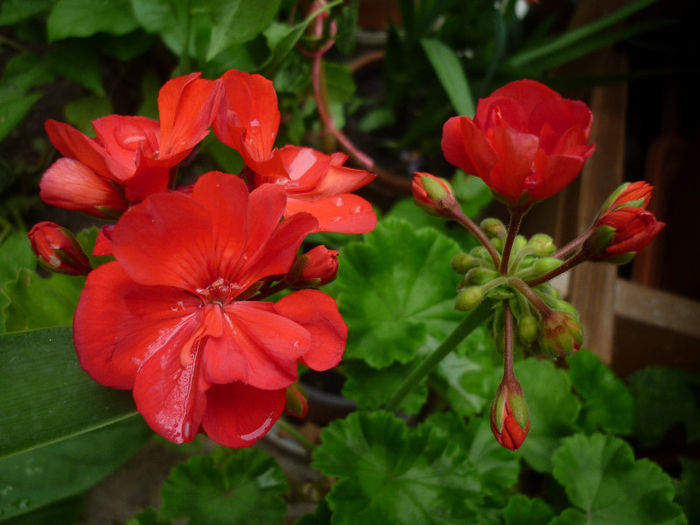 P1040408 - Muscata - Pelargonium