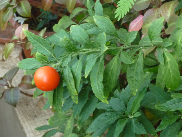 Solanum - Flori 2013 - Prima parte