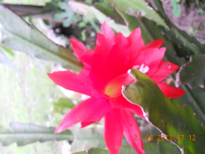DSCN3619