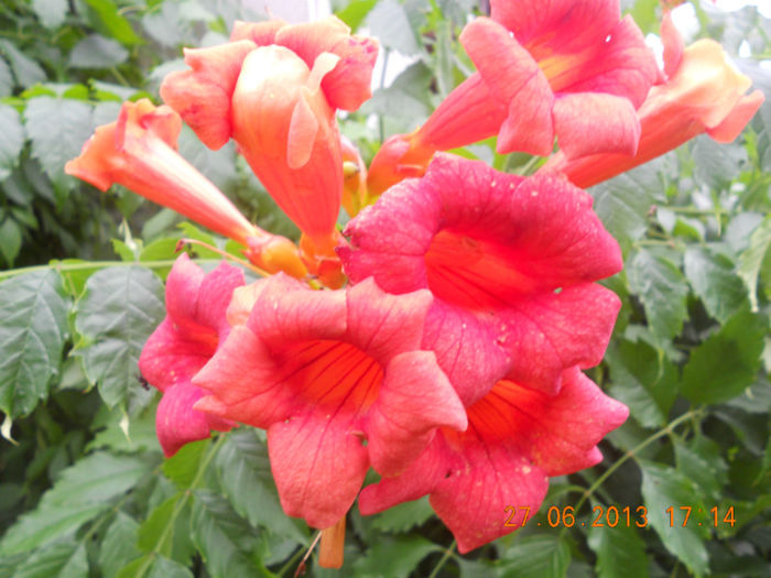 DSCN3625