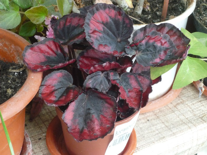 Begonia