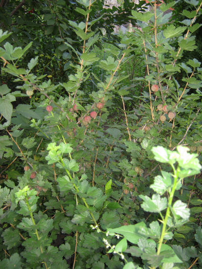 agris rosu11 - a-Gradina botanica de acasa