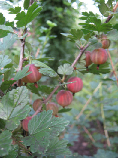 agris rosu111 - a-Gradina botanica de acasa