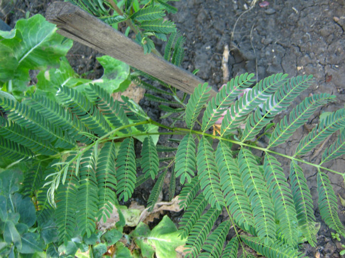 albizia - a-Gradina botanica de acasa