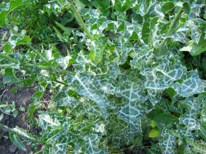 armurariu144 planta ficatului