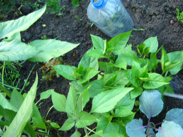 barba imparatului sau mirabillis