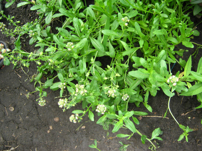 busuioc domnesc - a-Gradina botanica de acasa