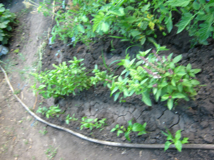 busuioc roz si alb - a-Gradina botanica de acasa