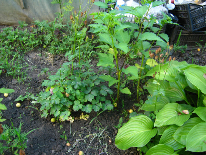 caldaruse si clarkia