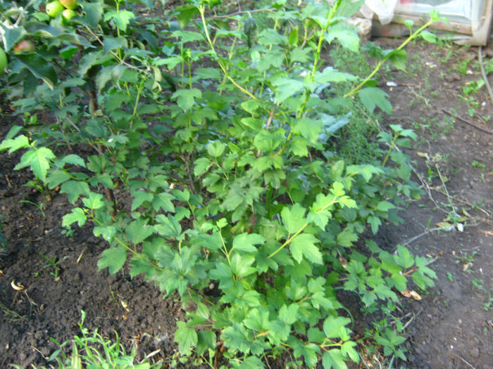 calin sau bulgare de zapada