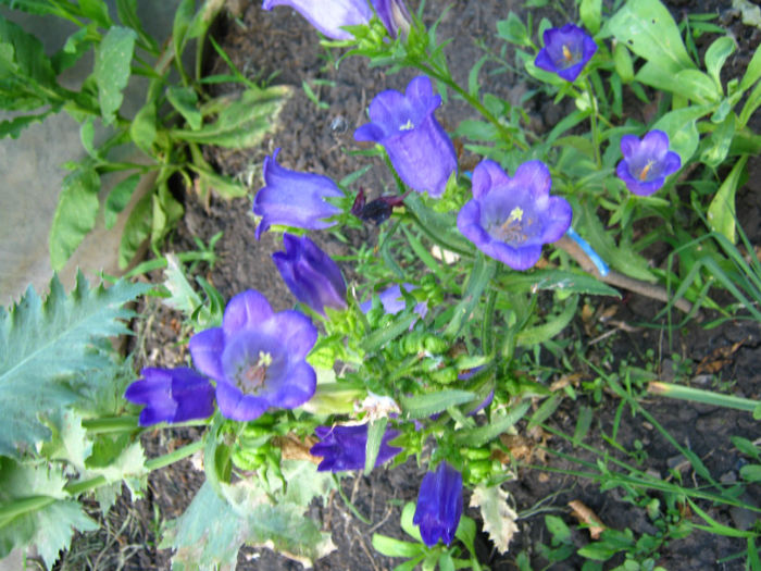 campanula medium