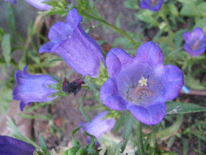 campanula medium44