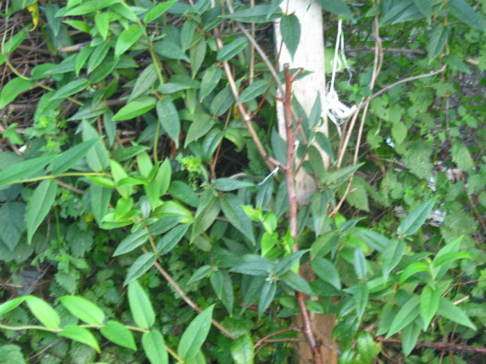 caprifoi rosu11 - a-Gradina botanica de acasa