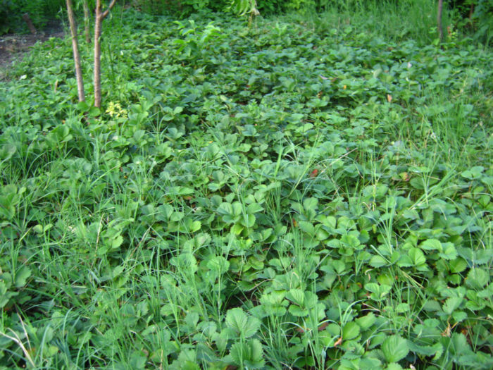 capsuni22 - a-Gradina botanica de acasa