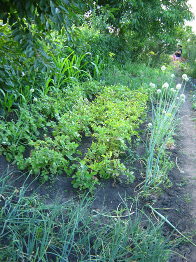 cartofi - a-Gradina botanica de acasa