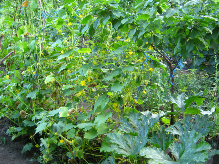 castravete lemon - a-Gradina botanica de acasa