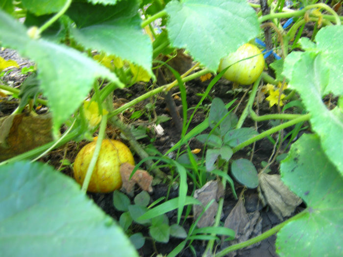 castravete lemon6 - a-Gradina botanica de acasa