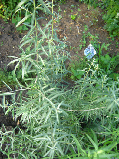 catina si cimbrisor - a-Gradina botanica de acasa