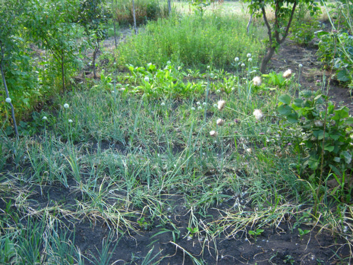 ceapa  - a-Gradina botanica de acasa