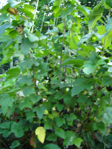 coacaz negru1 - a-Gradina botanica de acasa