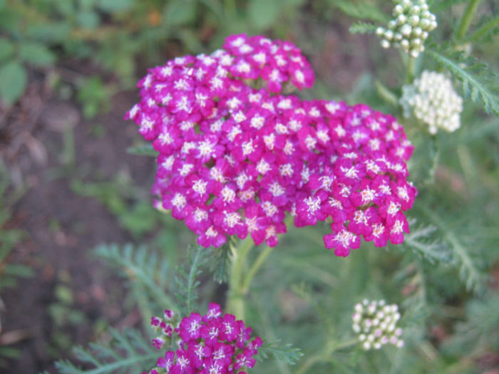 coada soricelului ornamentala