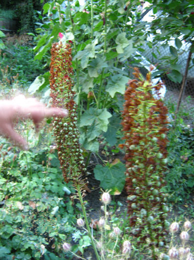 coada vulpii -flori galbene