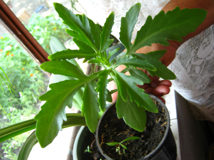 kalanchoe laciniata