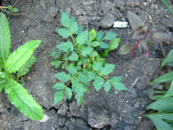 Koelreuteria paniculata
