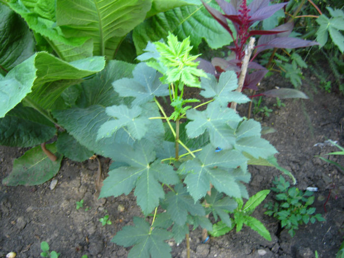 Paltin - a-Gradina botanica de acasa