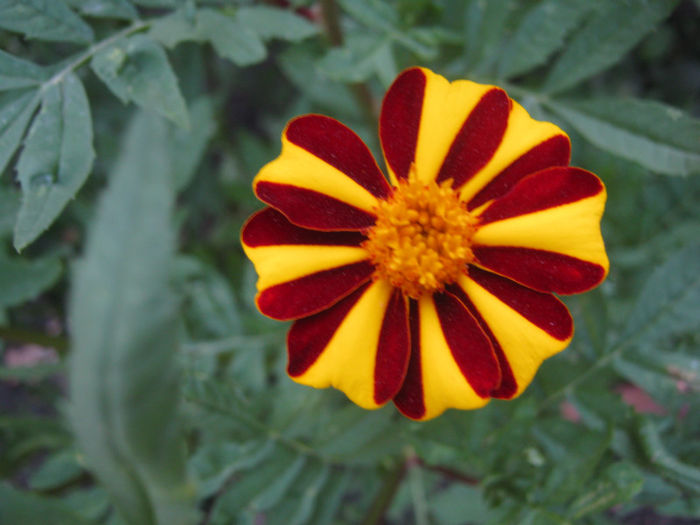 craite jolly joster111