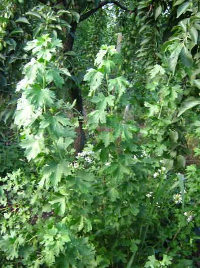 cuisor -ribez aureum