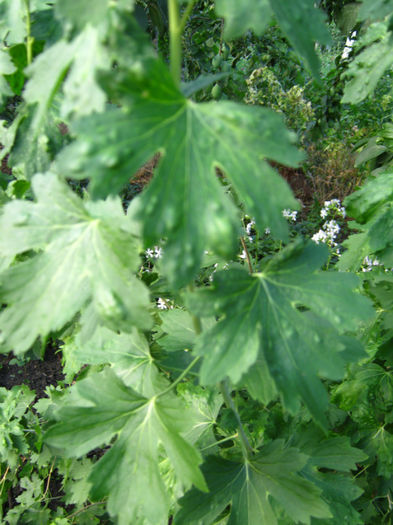ribez aureum
