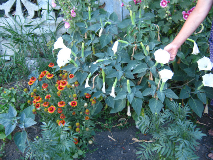 datura alba si fluturasi