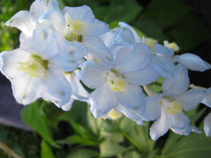 delphinum