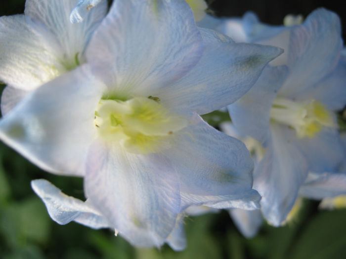 delphinum1