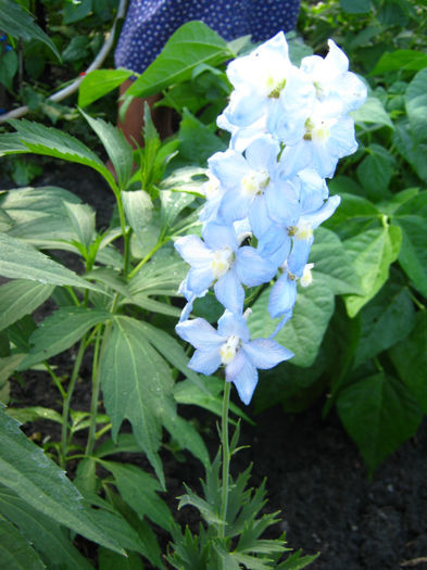 delphinum2